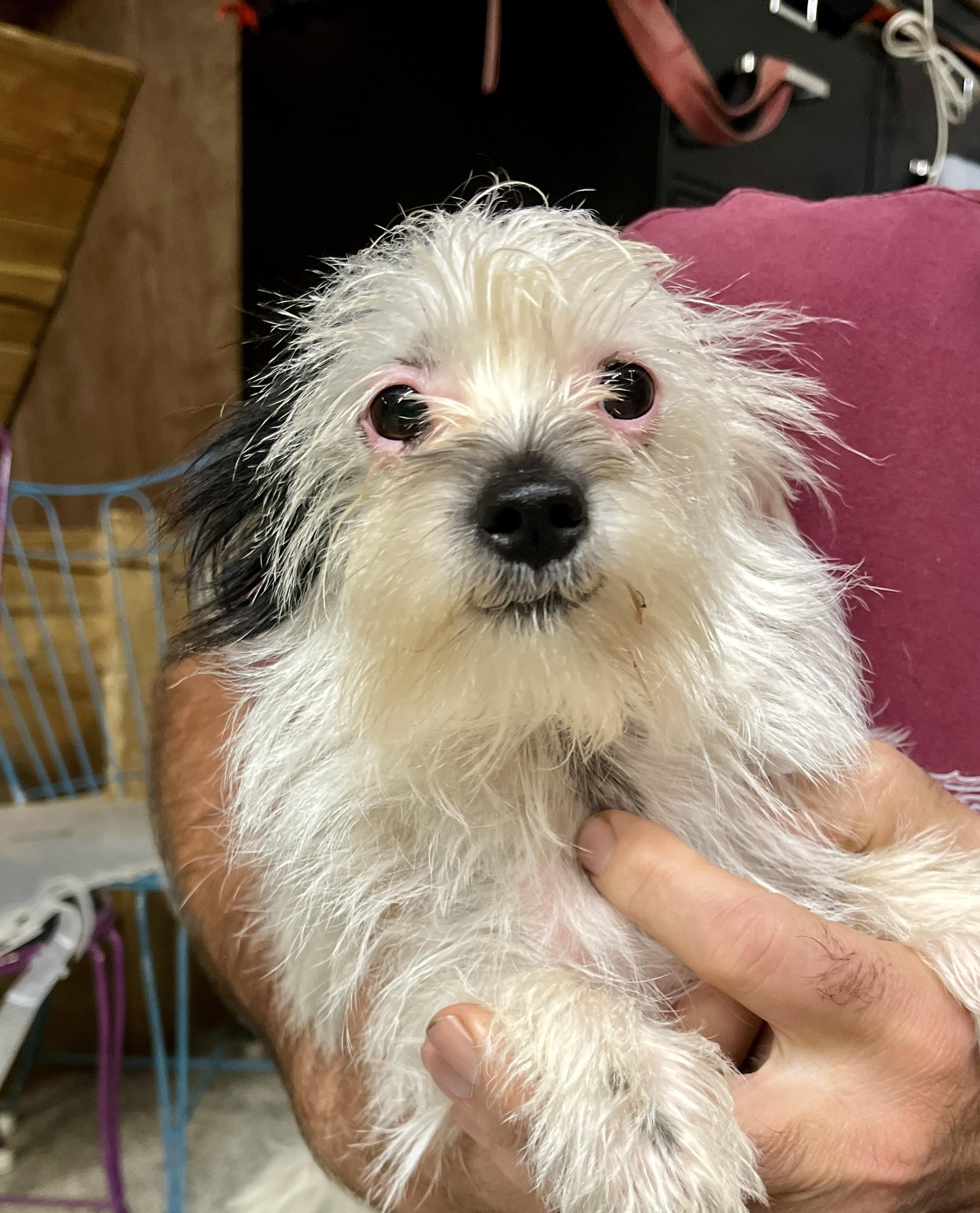 Enlarge Edin, a Adoptable mixed breed in Kentwood, MI image 4/4