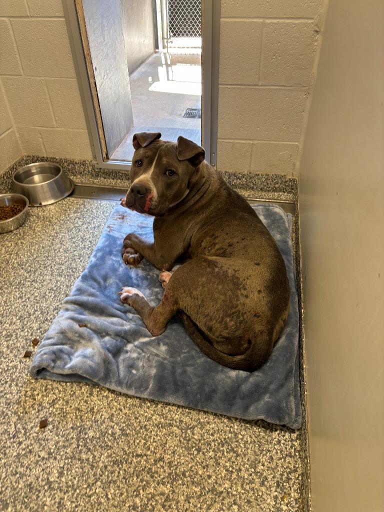 Enlarge Renata, a Adoptable mixed breed in Mustang, OK image 1/1