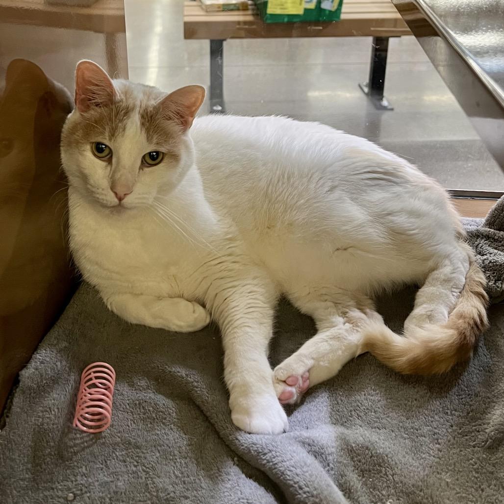 Henry, Adoptable, Senior Male Domestic Short Hair.