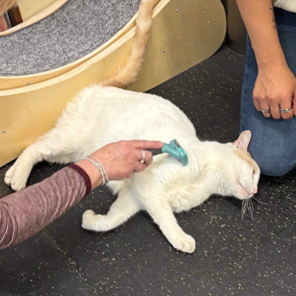 Henry, a Adoptable Domestic Short Hair in Morgan Hill, CA image 3/6