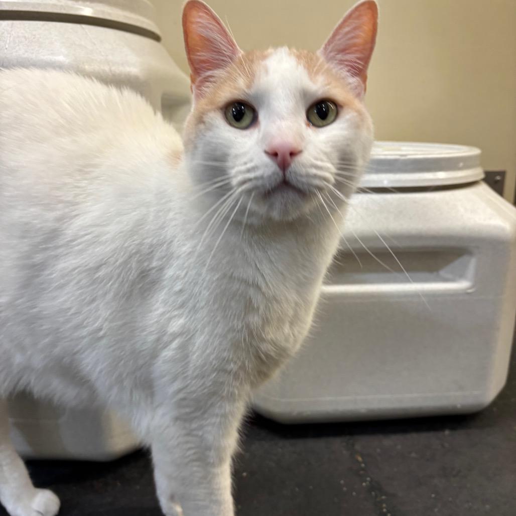 Henry, a Adoptable Domestic Short Hair in Morgan Hill, CA image 5/6