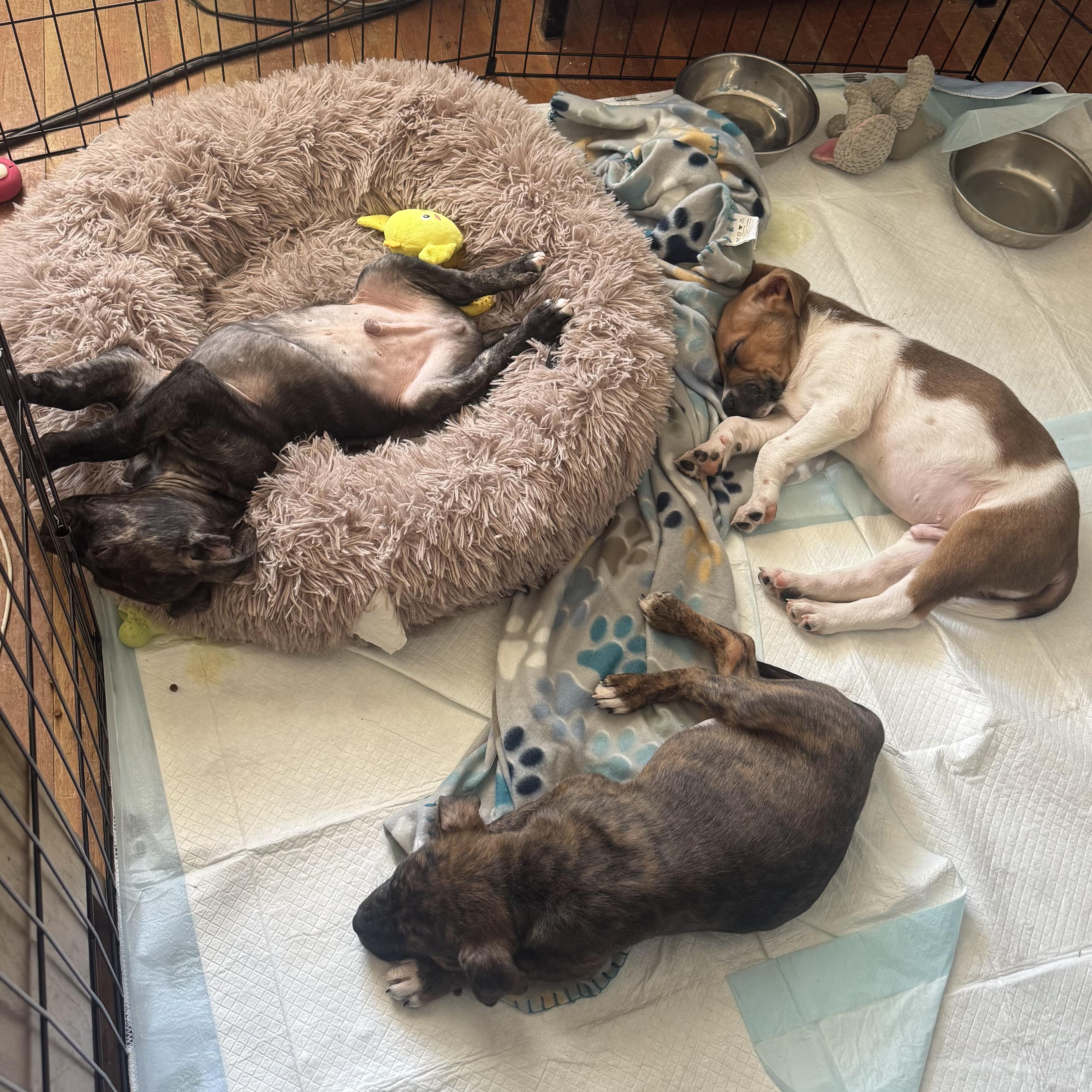 Enlarge Chief, an adopted mixed breed in Ellicott City, MD image 6/6