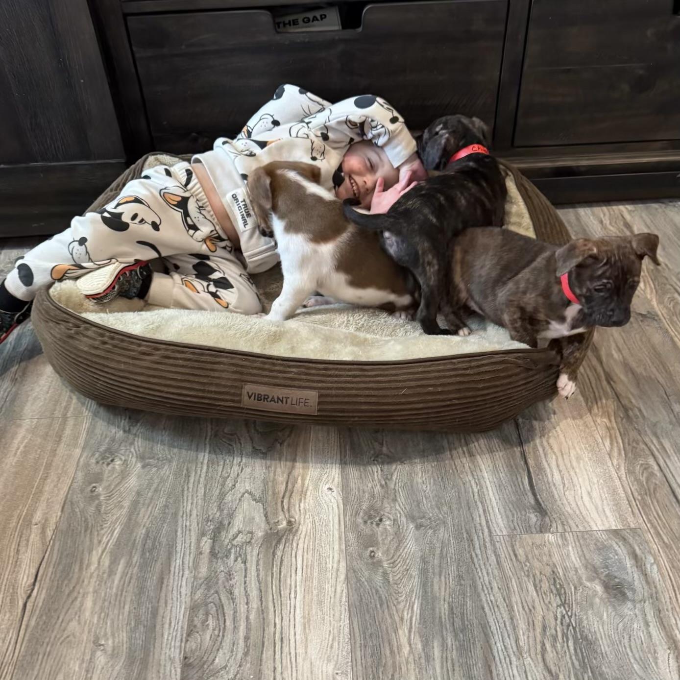 Enlarge Chief, an adopted mixed breed in Ellicott City, MD image 5/6