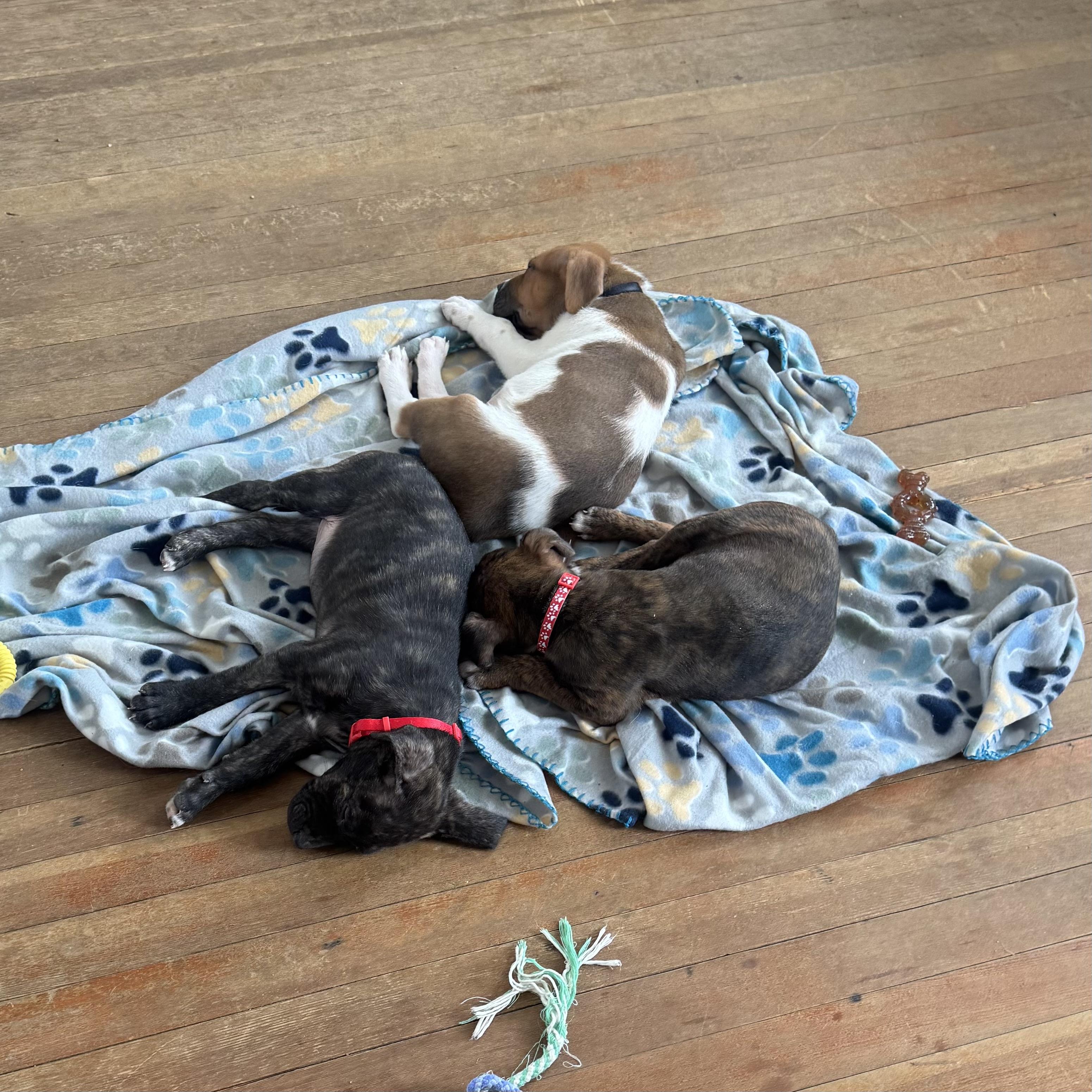 Enlarge Chief, an adopted mixed breed in Ellicott City, MD image 4/6