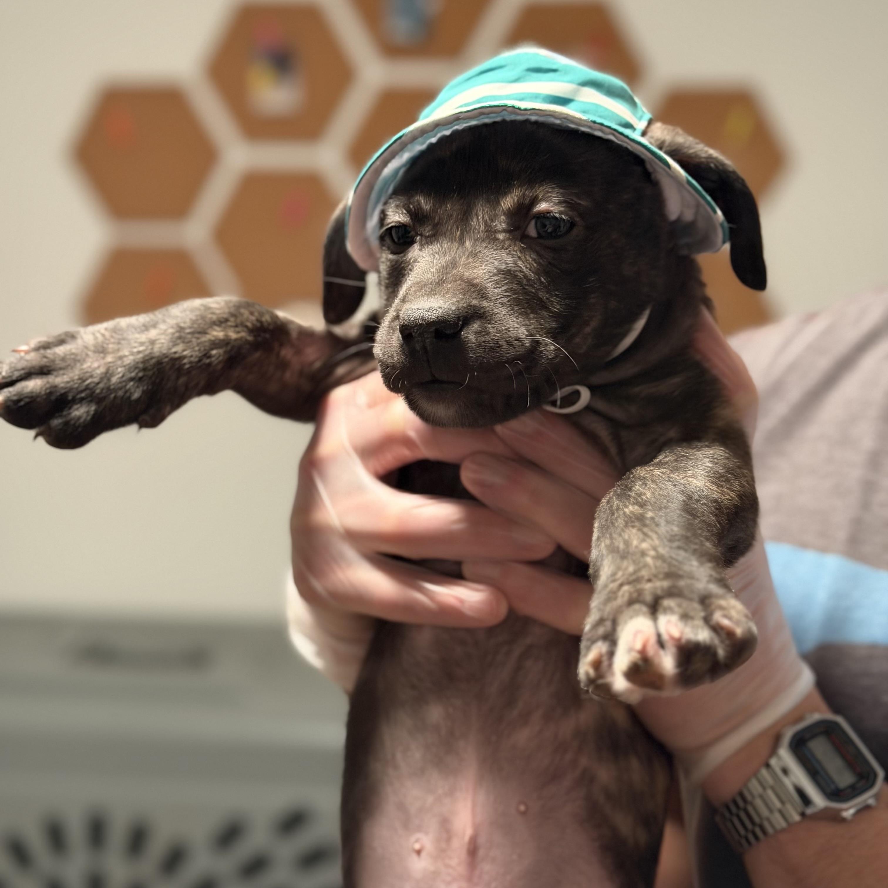 Enlarge Chief, an adopted mixed breed in Ellicott City, MD image 2/6