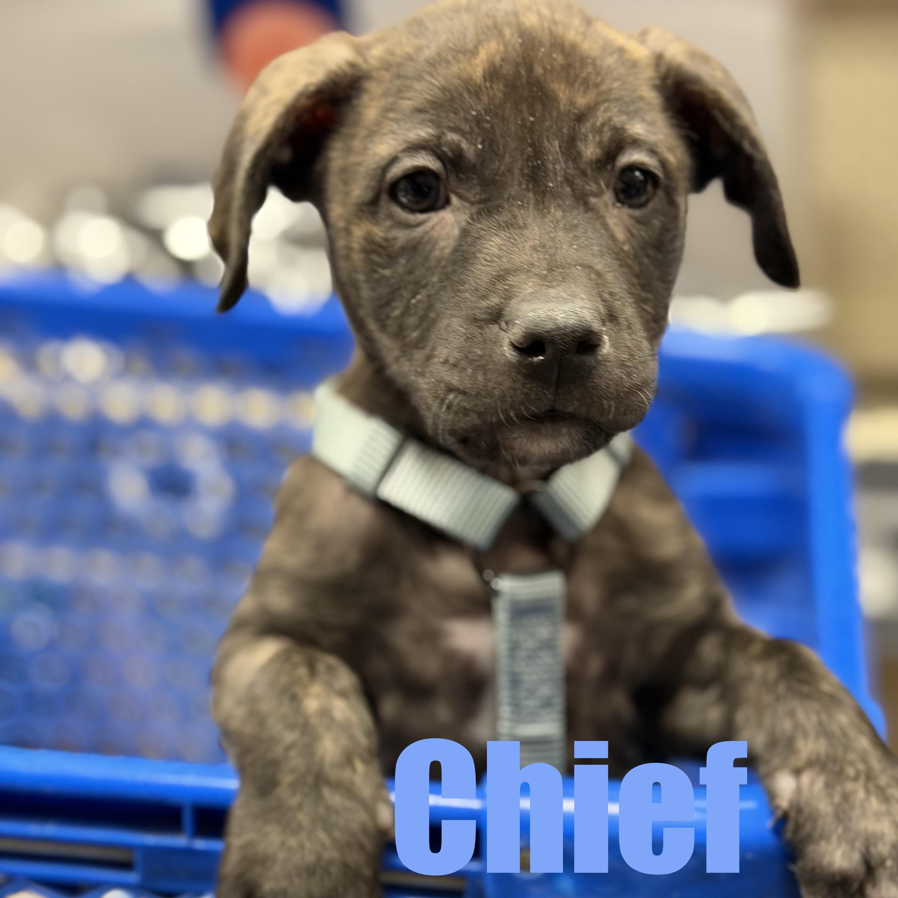 Chief, adopted, Puppy Male Terrier & Mixed Breed.