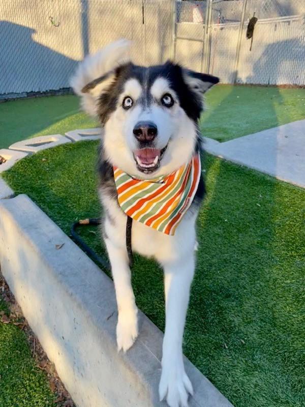 Enlarge Onyx, a Adoptable mixed breed in Salt Lake City, UT image 1/6