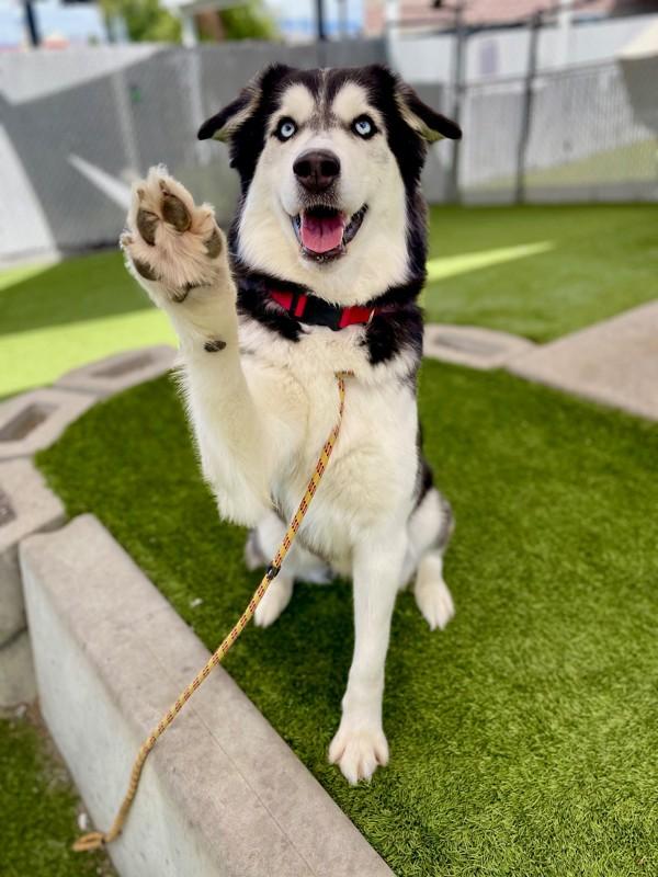 Onyx, a Adoptable mixed breed in Salt Lake City, UT image 1/6