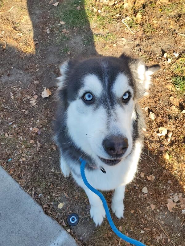 Onyx, a Adoptable mixed breed in Salt Lake City, UT image 5/6