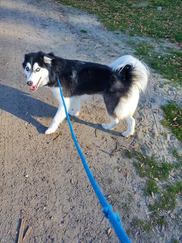Onyx, a Adoptable mixed breed in Salt Lake City, UT image 6/6