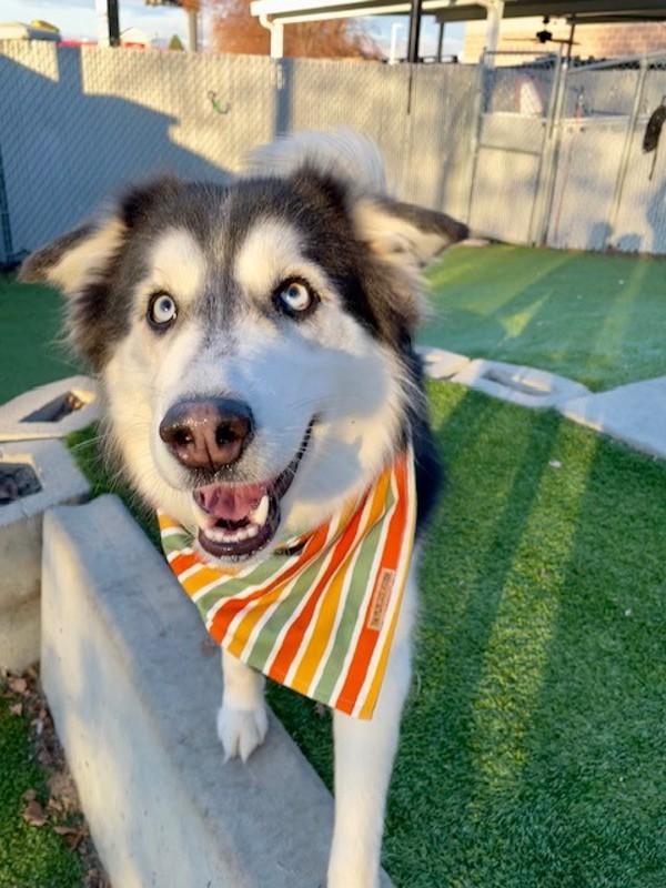 Enlarge Onyx, a Adoptable mixed breed in Salt Lake City, UT image 5/6