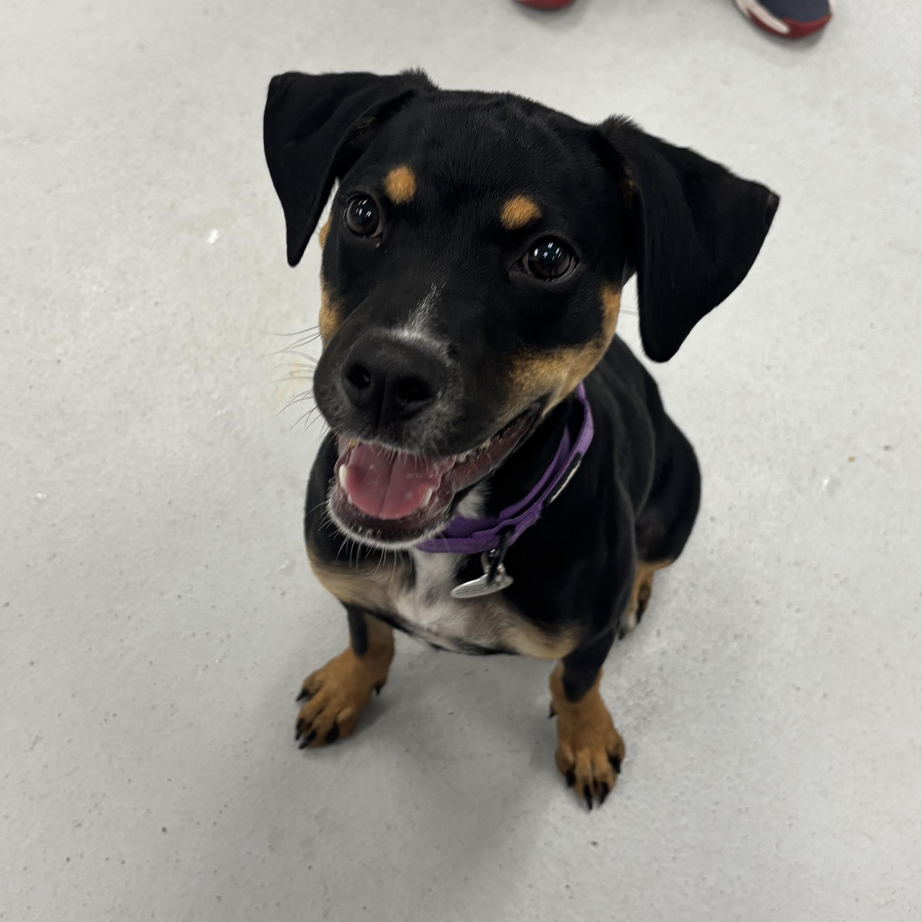 Enlarge Nellie, a Adopted mixed breed in Carneys Point, NJ image 3/4