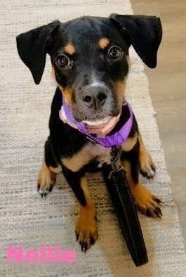 Enlarge Nellie, a Adopted mixed breed in Carneys Point, NJ image 2/4
