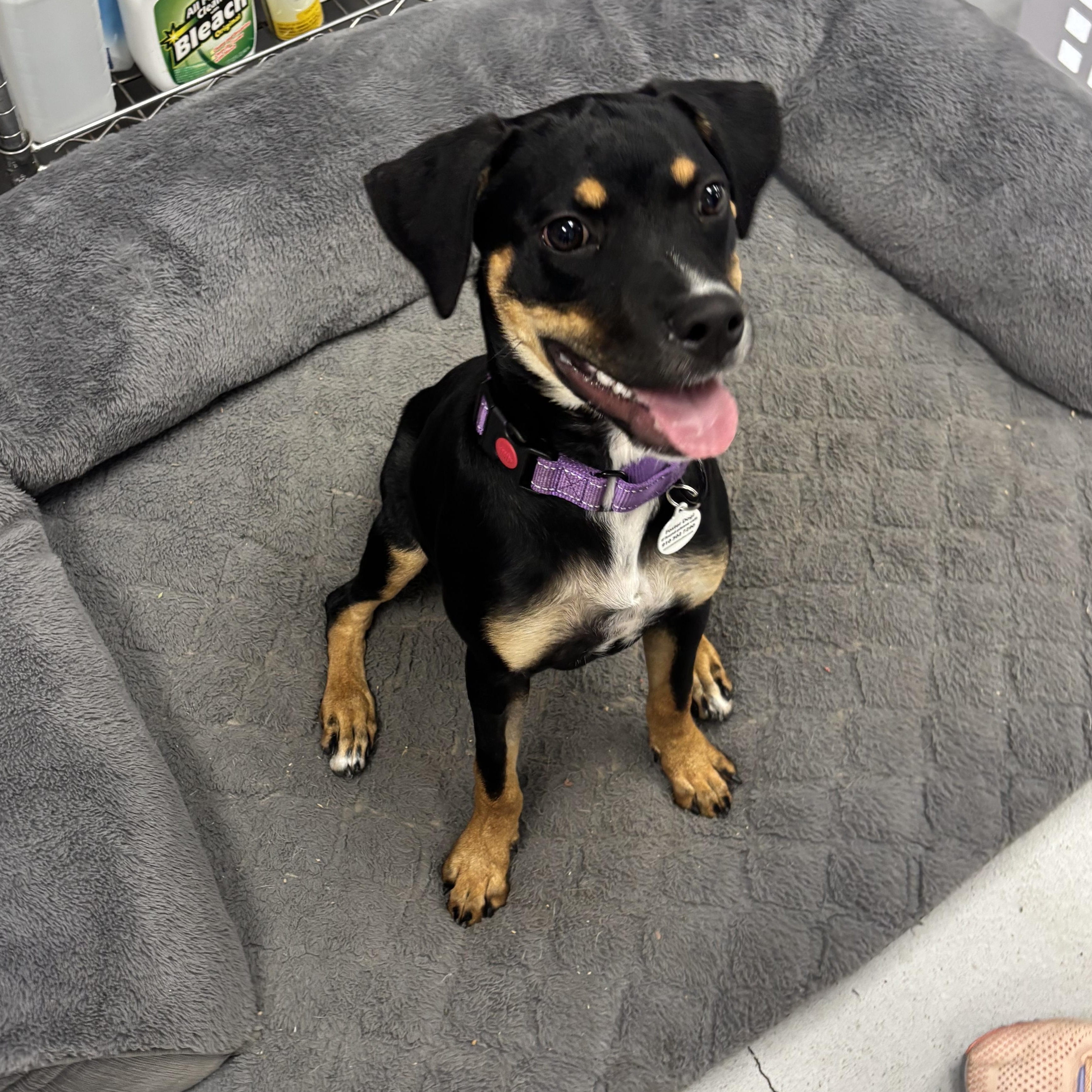 Nellie, Adopted, Puppy Female Miniature Pinscher.