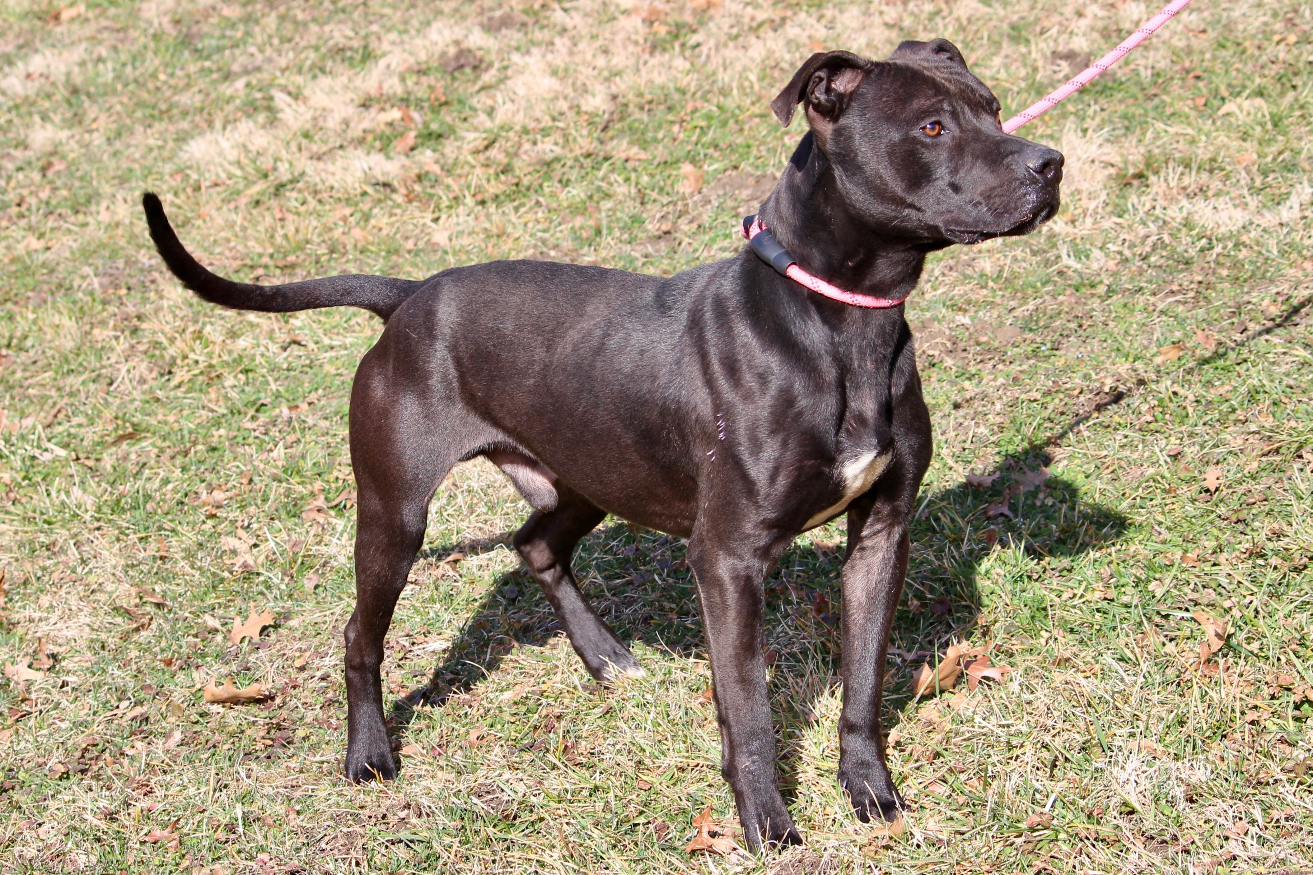 BLAZER — thumbnail 2