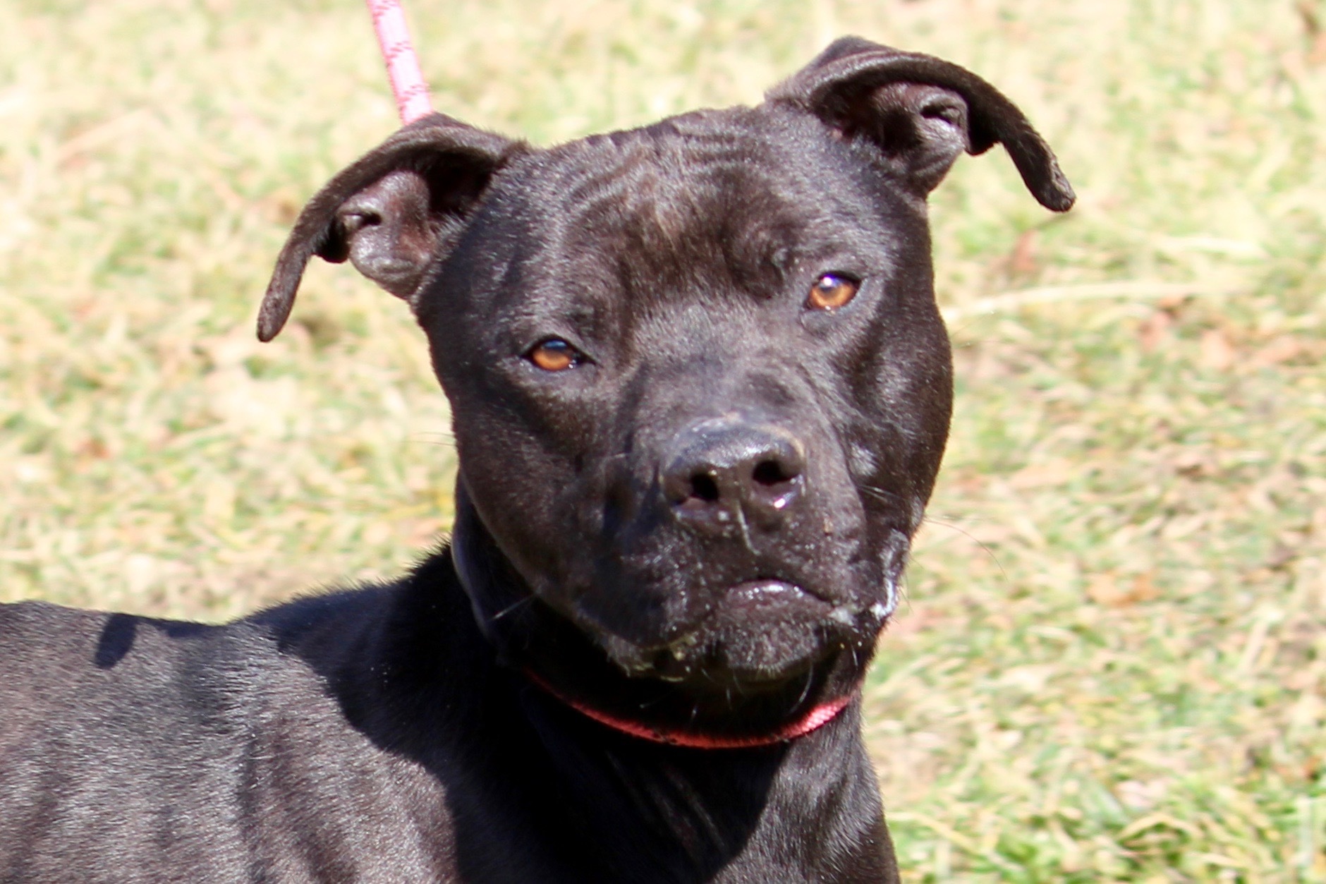 BLAZER — thumbnail 6