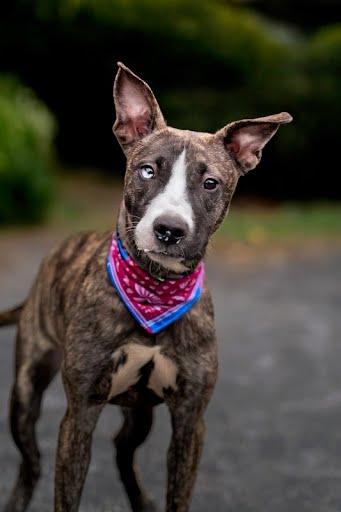 ASTRID, Adoptable, Young Female Pit Bull Terrier & Mixed Breed.