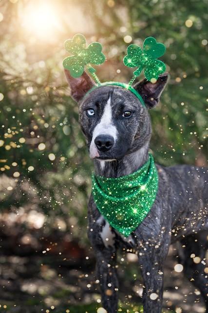 ASTRID, Adoptable, Young Female Pit Bull Terrier & Mixed Breed.