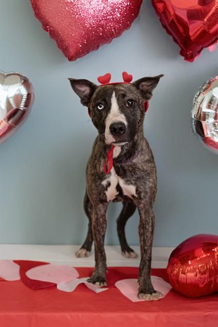 ASTRID, Adoptable, Young Female Pit Bull Terrier & Mixed Breed.
