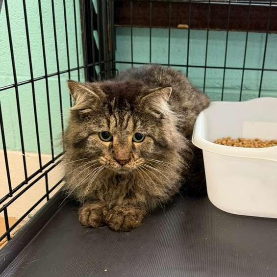 Enlarge Battle Cat, a Adoptable Domestic Long Hair in Gadsden, AL image 1/6