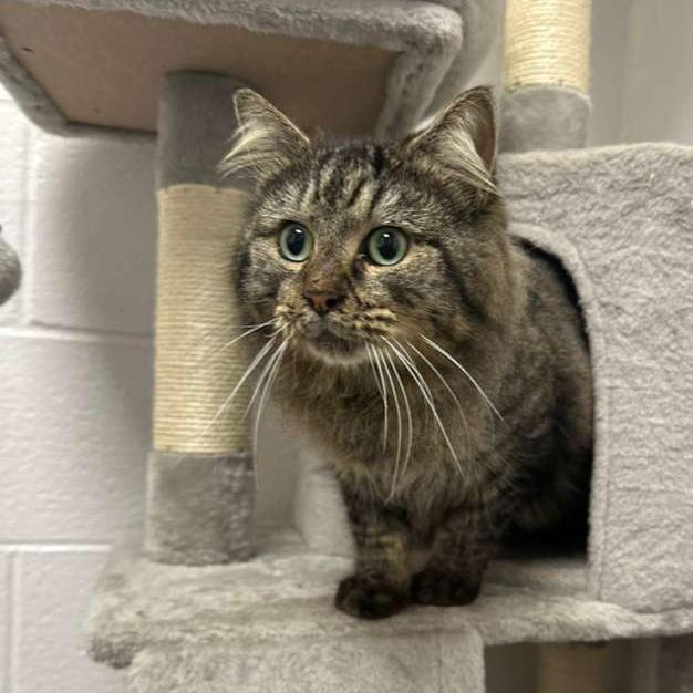Enlarge Battle Cat, a Adoptable Domestic Long Hair in Gadsden, AL image 2/6