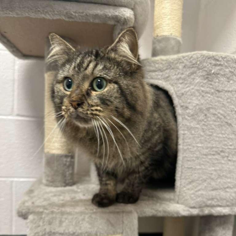 Enlarge Battle Cat, a Adoptable Domestic Long Hair in Gadsden, AL image 3/6