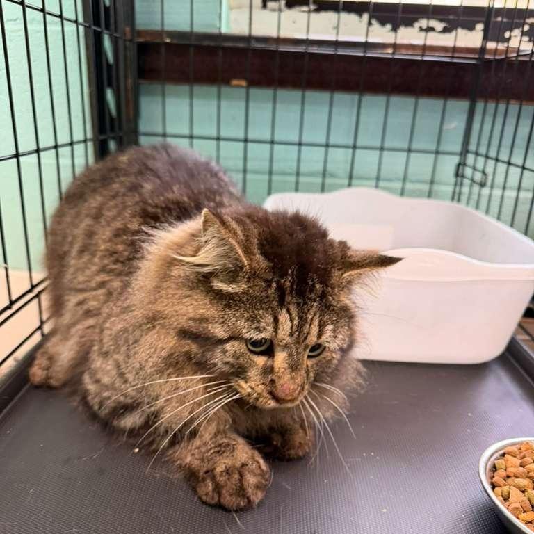 Enlarge Battle Cat, a Adoptable Domestic Long Hair in Gadsden, AL image 4/6