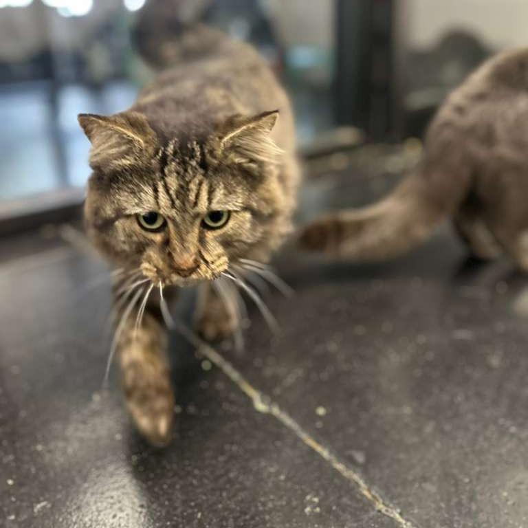 Enlarge Battle Cat, a Adoptable Domestic Long Hair in Gadsden, AL image 5/6