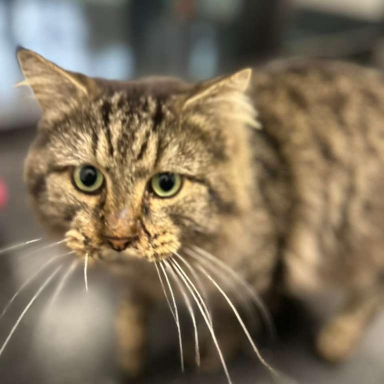 Enlarge Battle Cat, a Adoptable Domestic Long Hair in Gadsden, AL image 6/6