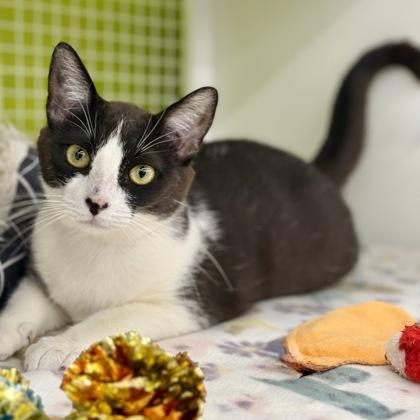 Enlarge *Demi, a ADOPTABLE mixed breed in Red Bluff, CA image 3/6