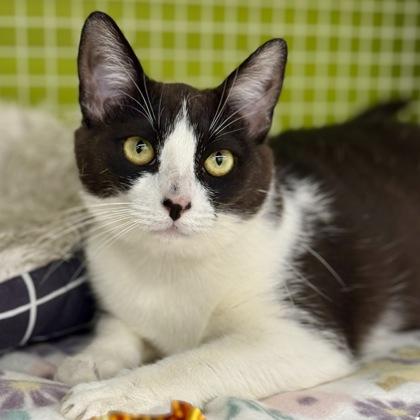 *Demi, ADOPTABLE, Kitten Female Domestic Short Hair.