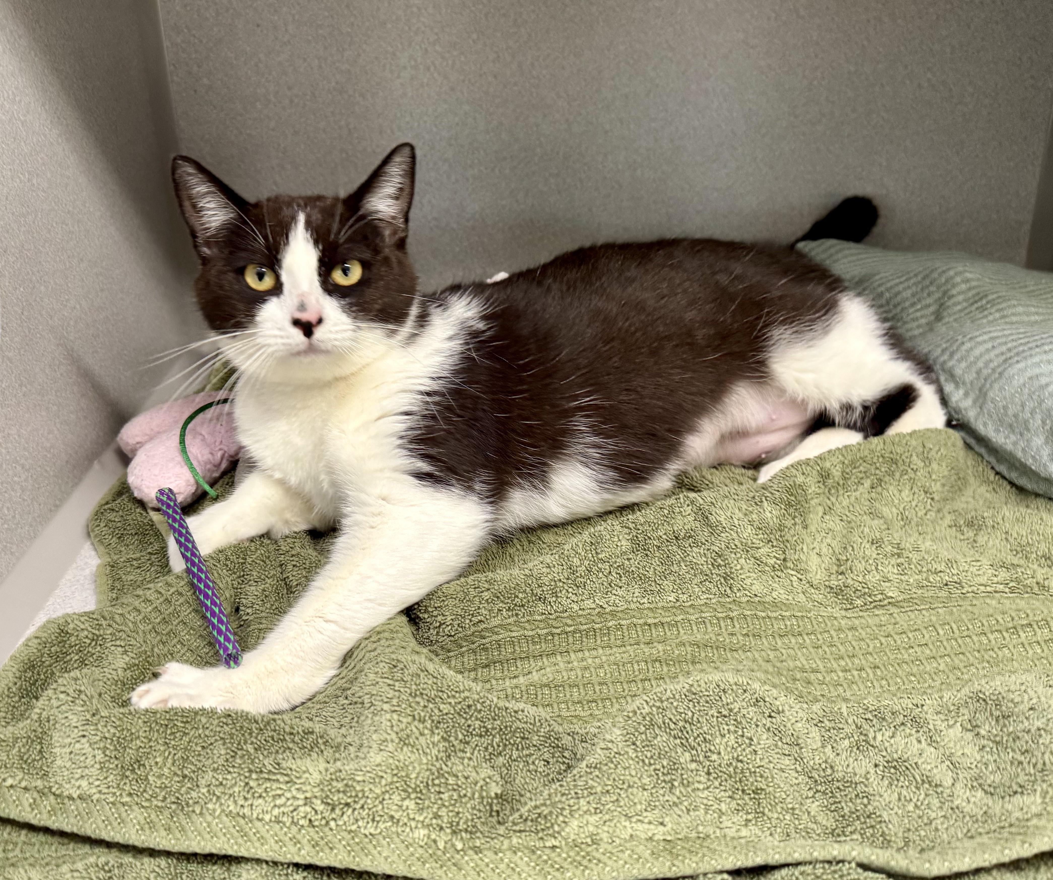 Enlarge *Demi, a ADOPTABLE mixed breed in Red Bluff, CA image 2/6