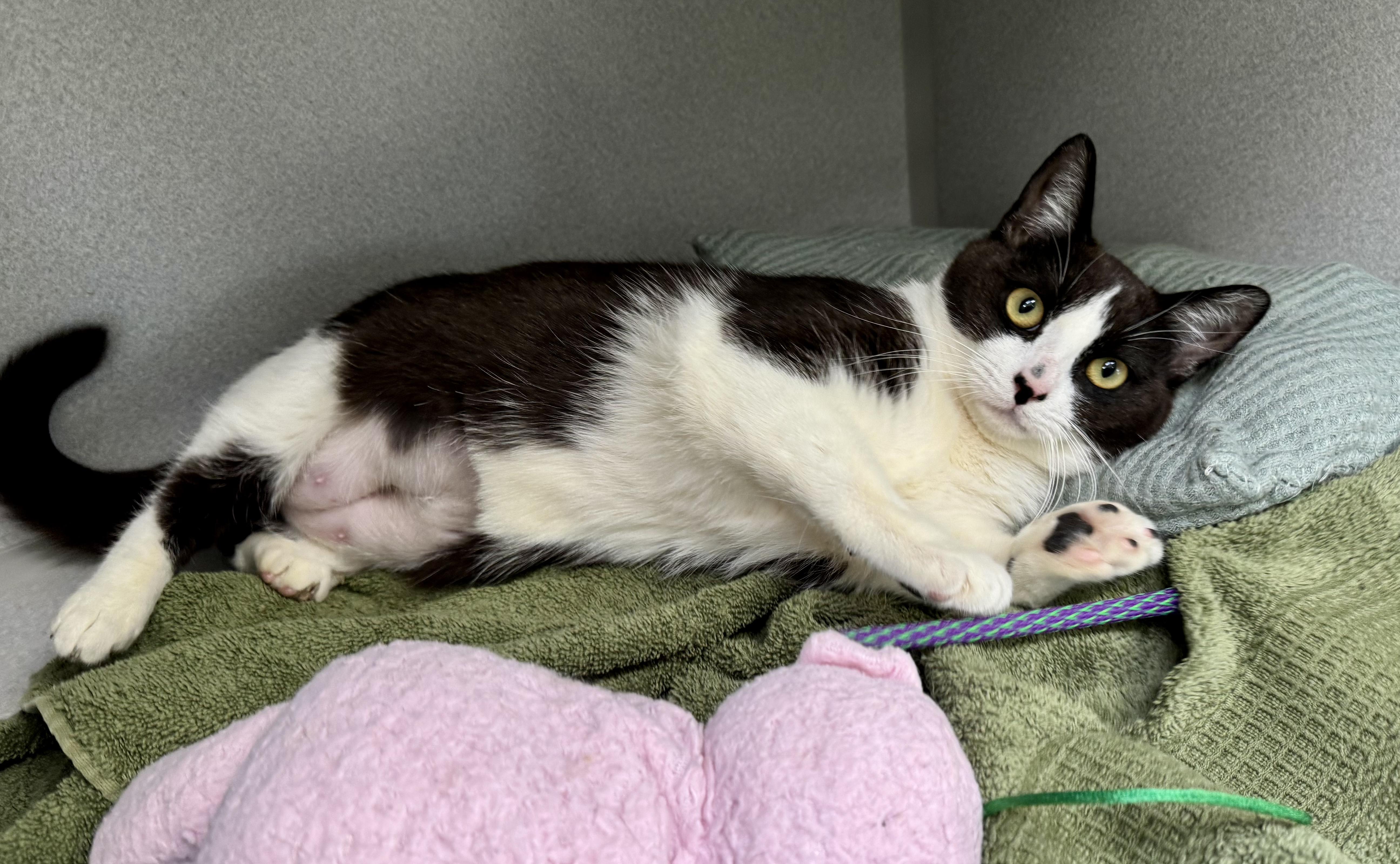 Enlarge *Demi, a ADOPTABLE mixed breed in Red Bluff, CA image 3/6