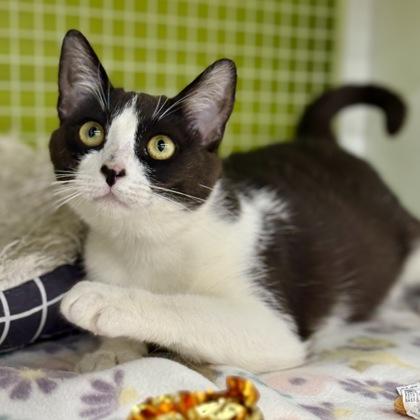 Enlarge *Demi, a ADOPTABLE mixed breed in Red Bluff, CA image 2/6