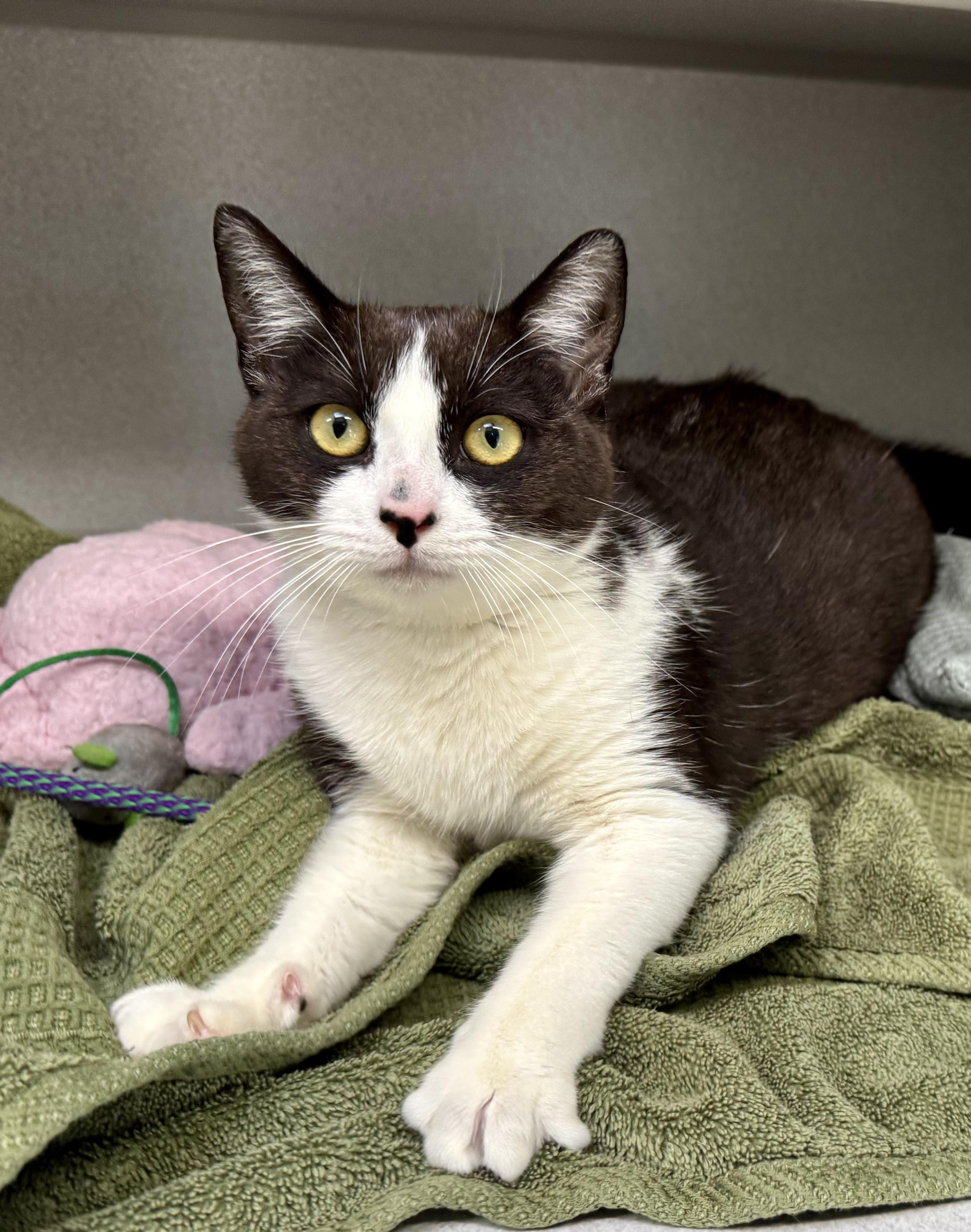 *Demi, ADOPTABLE, Kitten Female Domestic Short Hair.