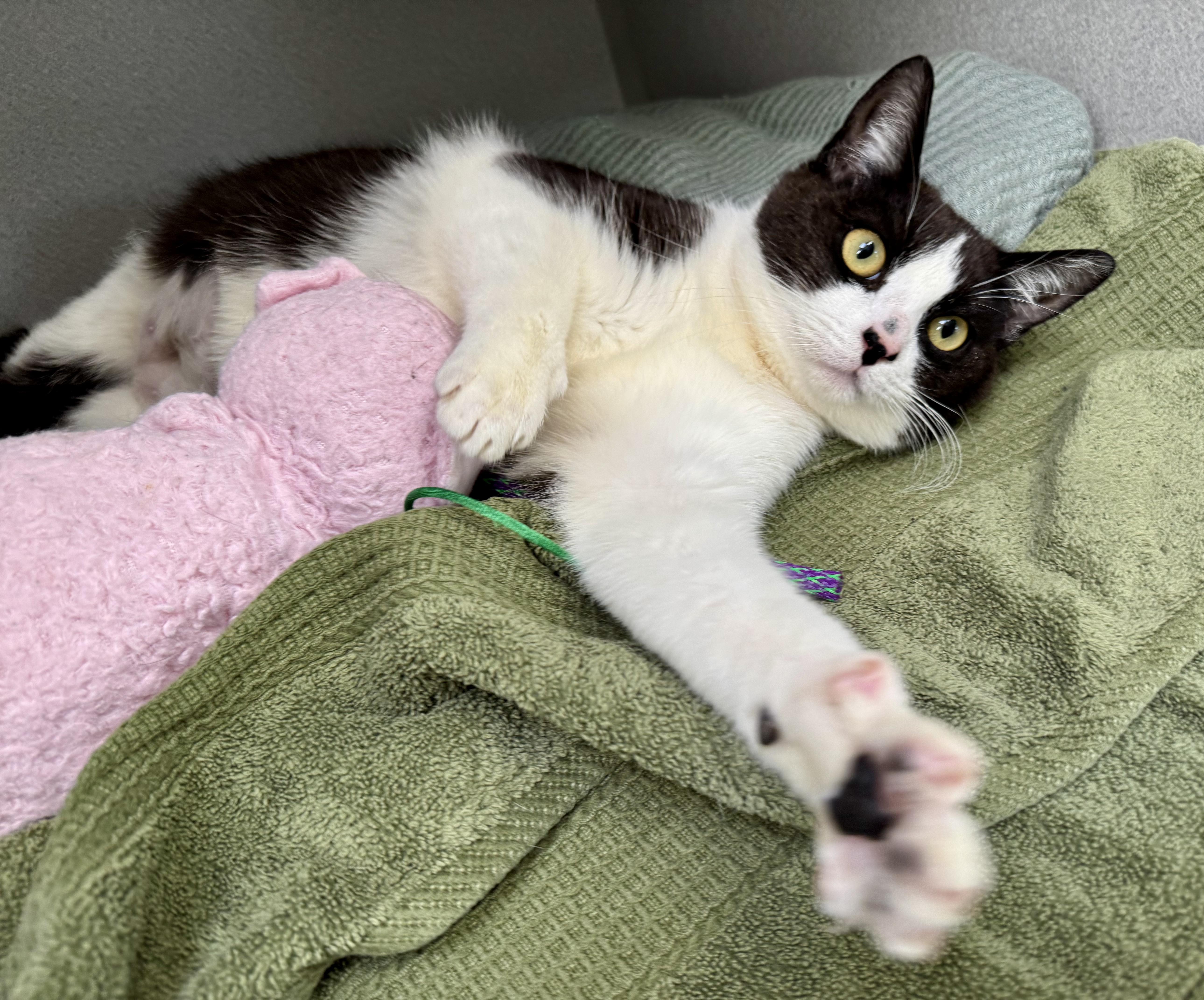 Enlarge *Demi, a ADOPTABLE mixed breed in Red Bluff, CA image 4/6