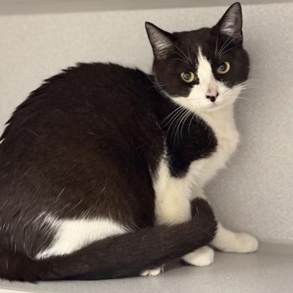 Enlarge *Demi, a ADOPTABLE mixed breed in Red Bluff, CA image 6/6