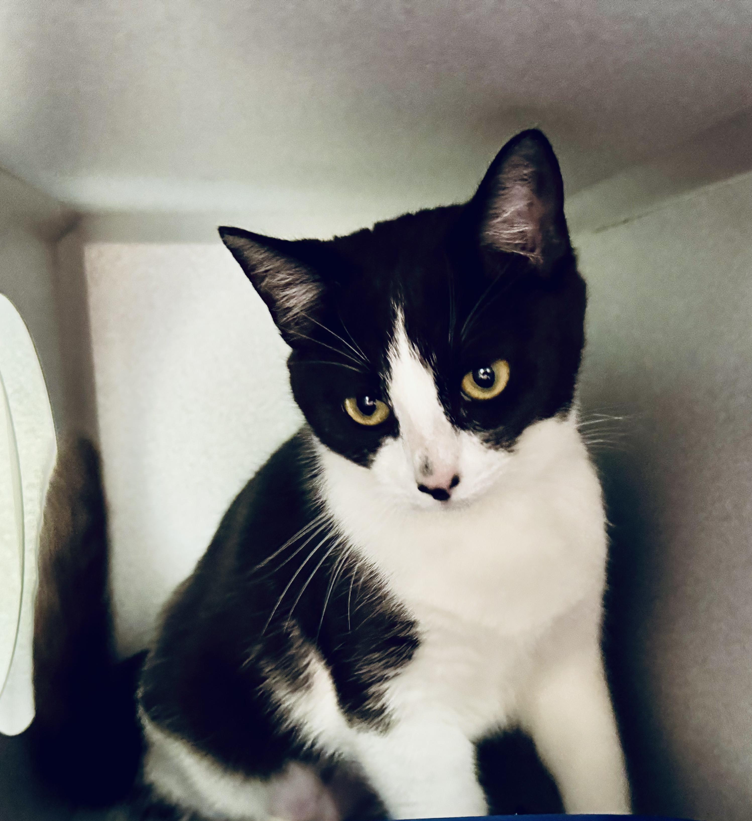 Enlarge *Demi, a ADOPTABLE mixed breed in Red Bluff, CA image 5/6