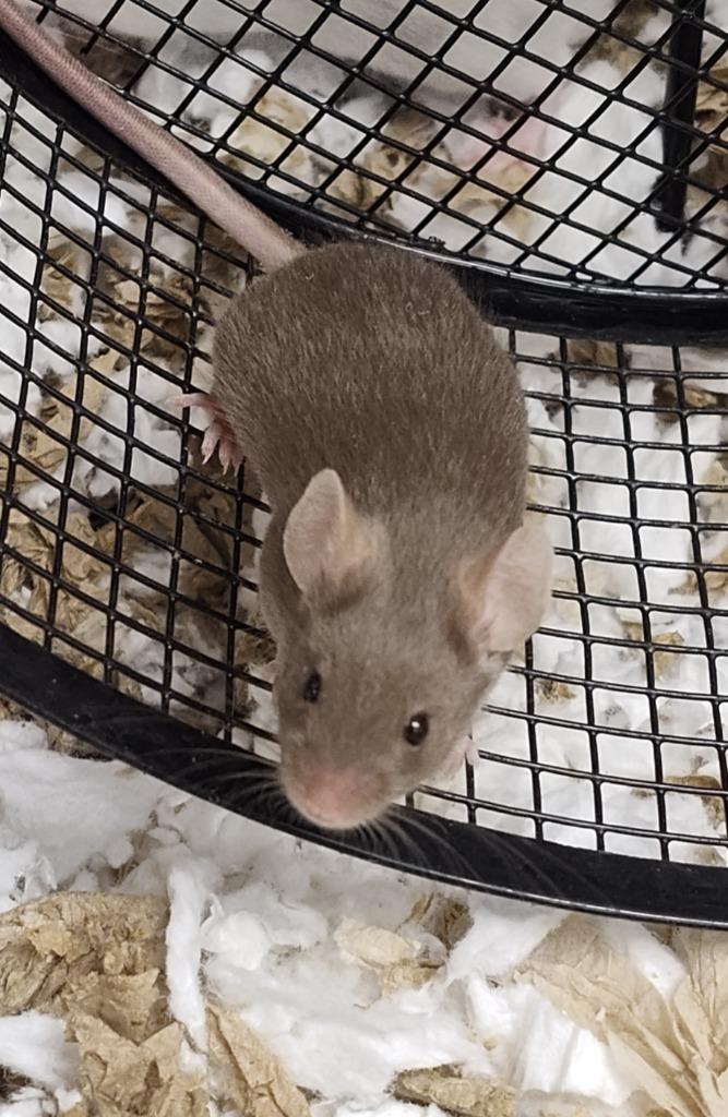Croissant, Adoptable, Baby Male Mouse.