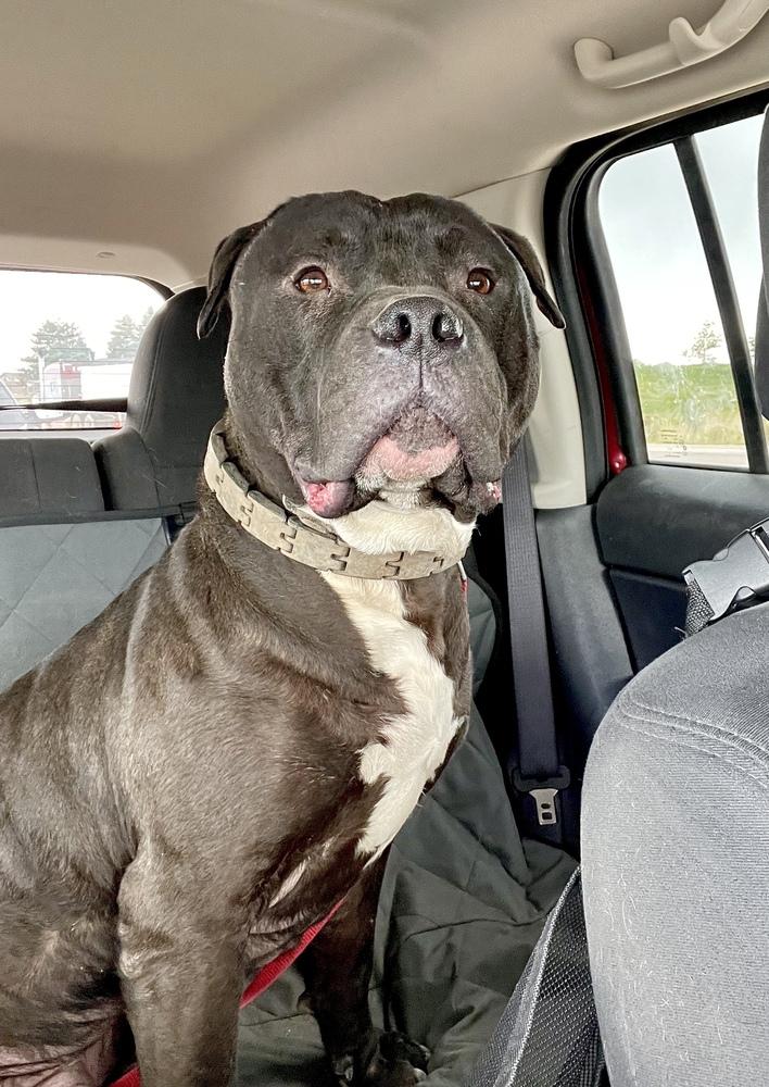 Mambo, Adoptable, Adult Male American Bully & Pit Bull Terrier.