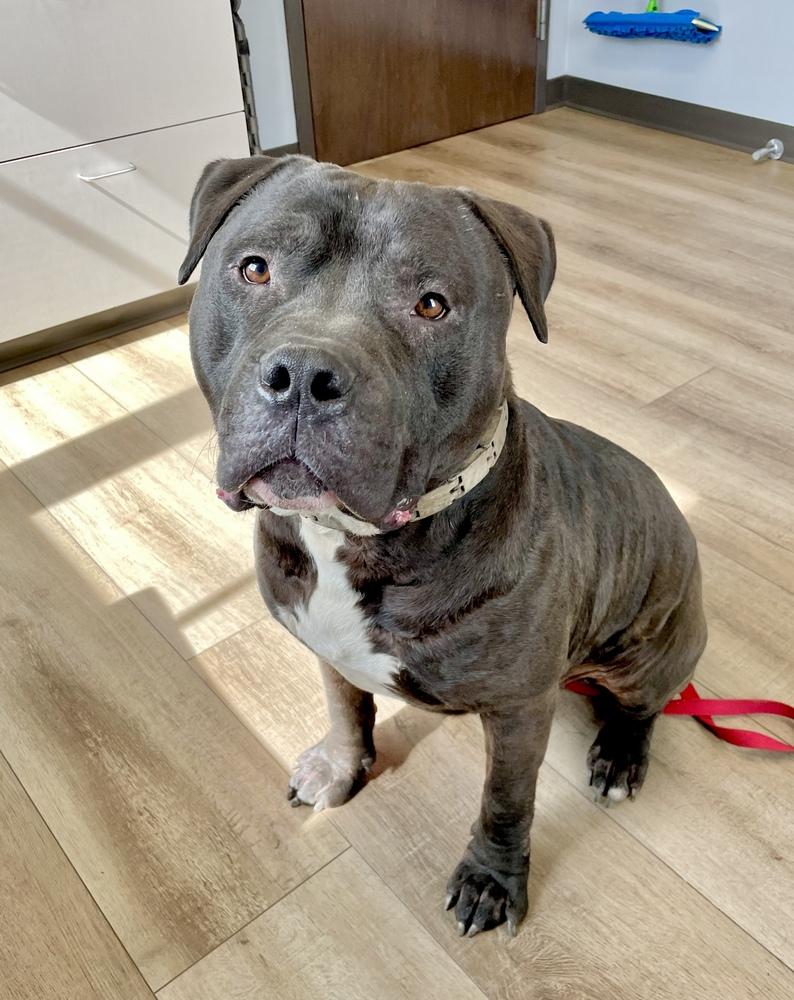 Enlarge Mambo, a Adoptable mixed breed in Boulder, CO image 2/2