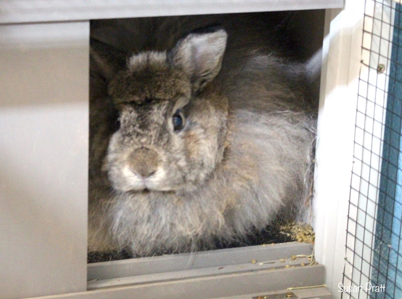 Enlarge Genosis, an adopted Jersey Wooly in Bedford, VA image 1/1