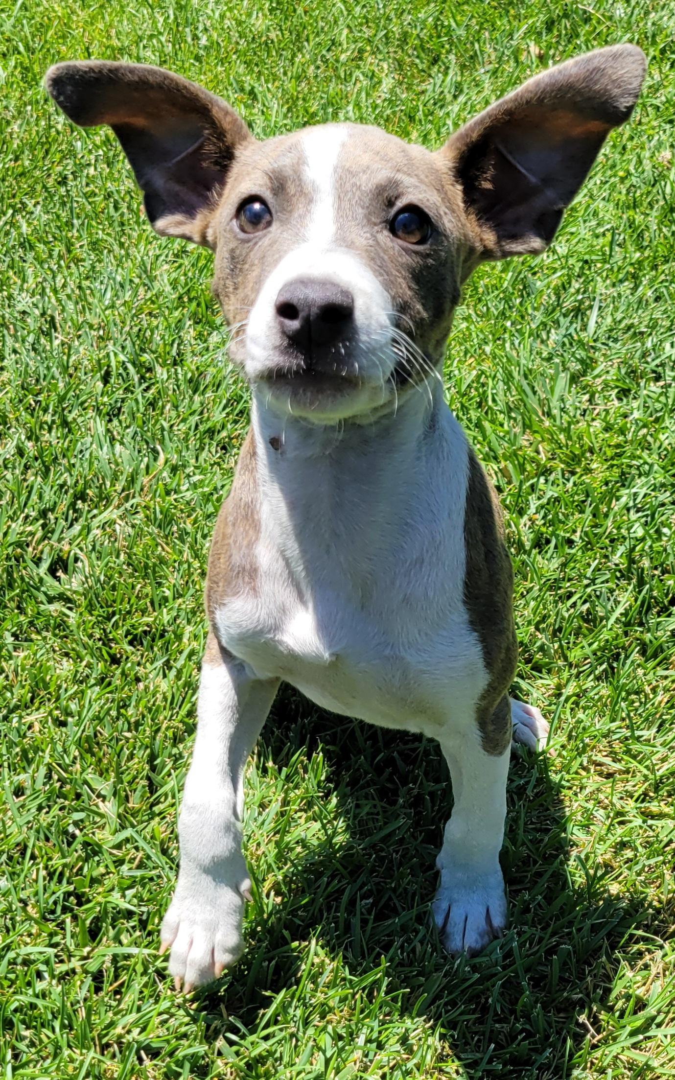 Rylee, ADOPTABLE, Puppy Female Beagle & Whippet.