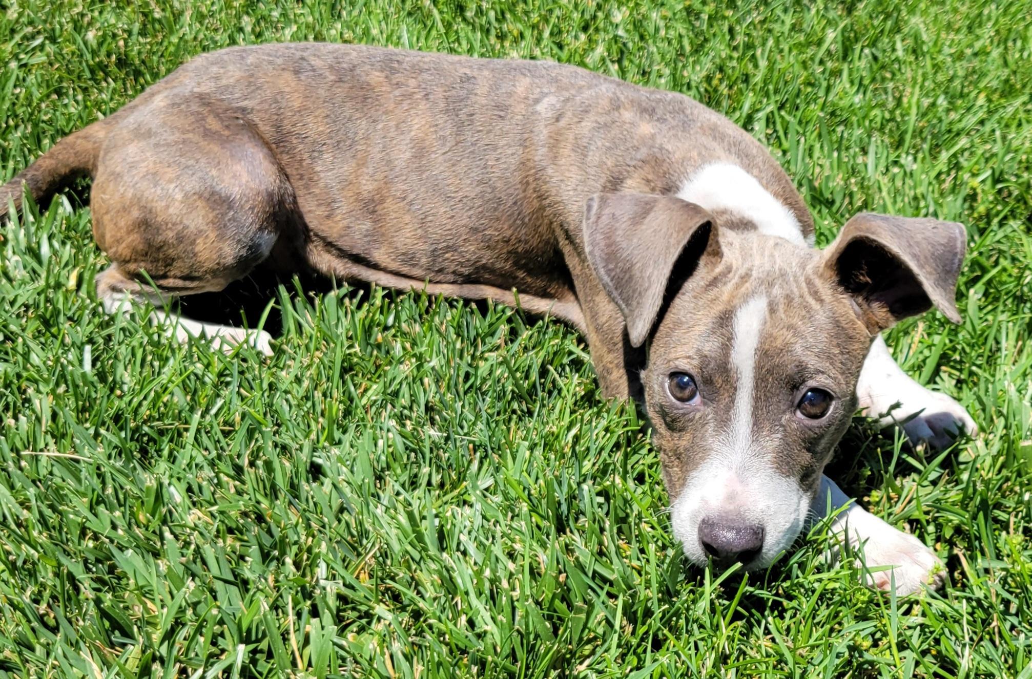 Enlarge Rylee, a ADOPTABLE mixed breed in Elwood, NJ image 2/6