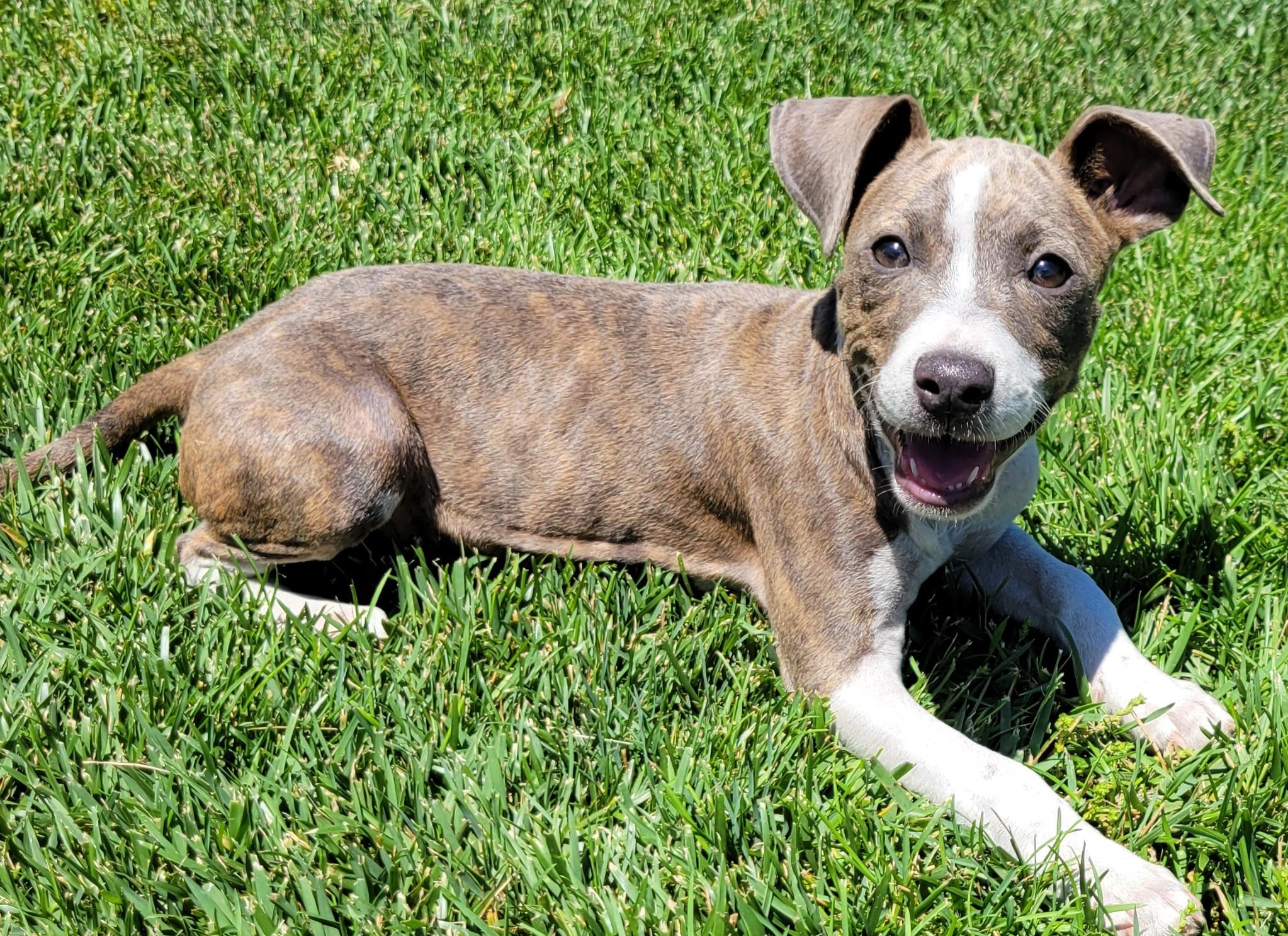 Enlarge Rylee, a ADOPTABLE mixed breed in Elwood, NJ image 6/6