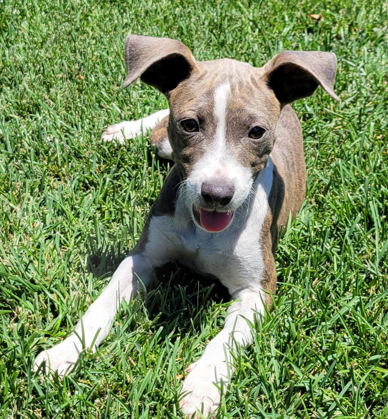 Enlarge Rylee, a ADOPTABLE mixed breed in Elwood, NJ image 3/6