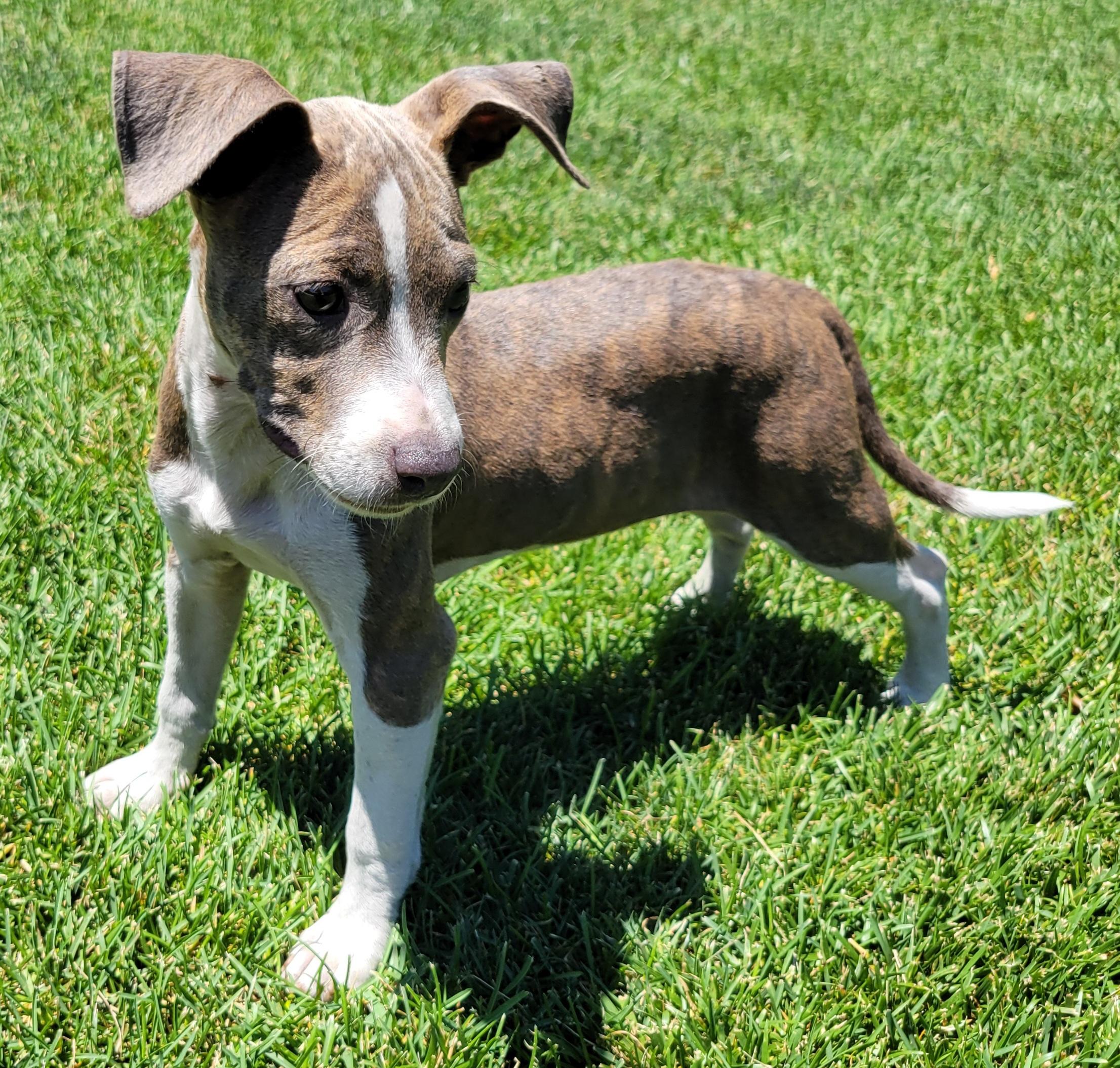 Enlarge Rylee, a ADOPTABLE mixed breed in Elwood, NJ image 4/6
