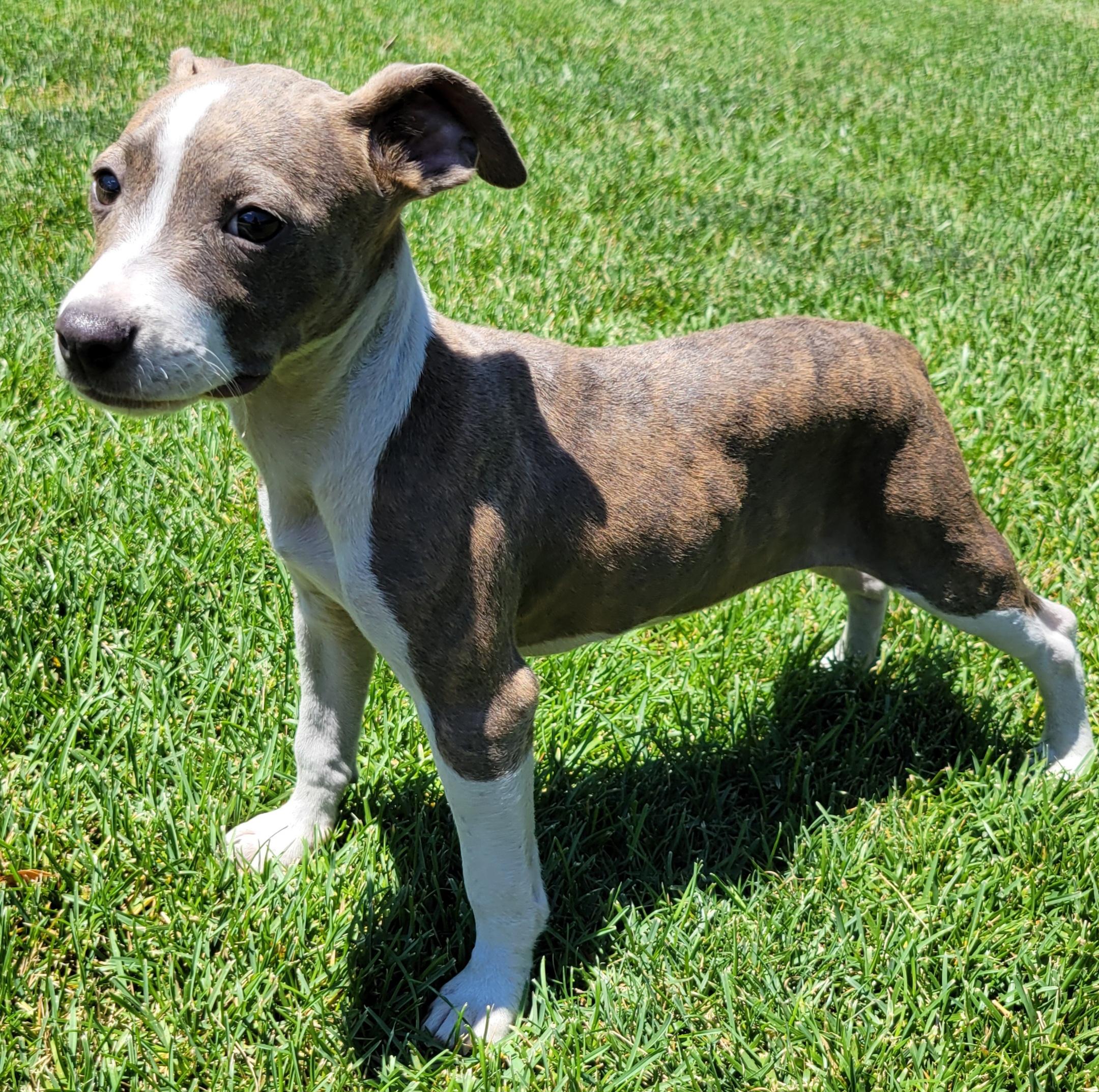 Enlarge Rylee, a ADOPTABLE mixed breed in Elwood, NJ image 5/6