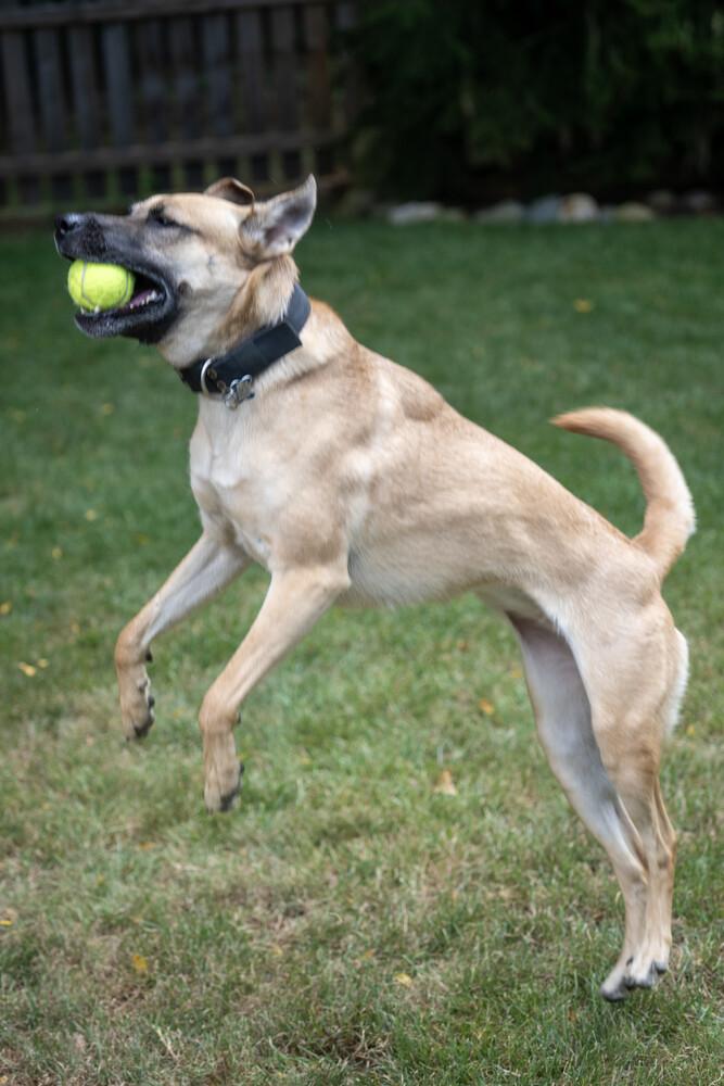 Callie, Adoptable, Adult Female Border Collie & Shepherd.