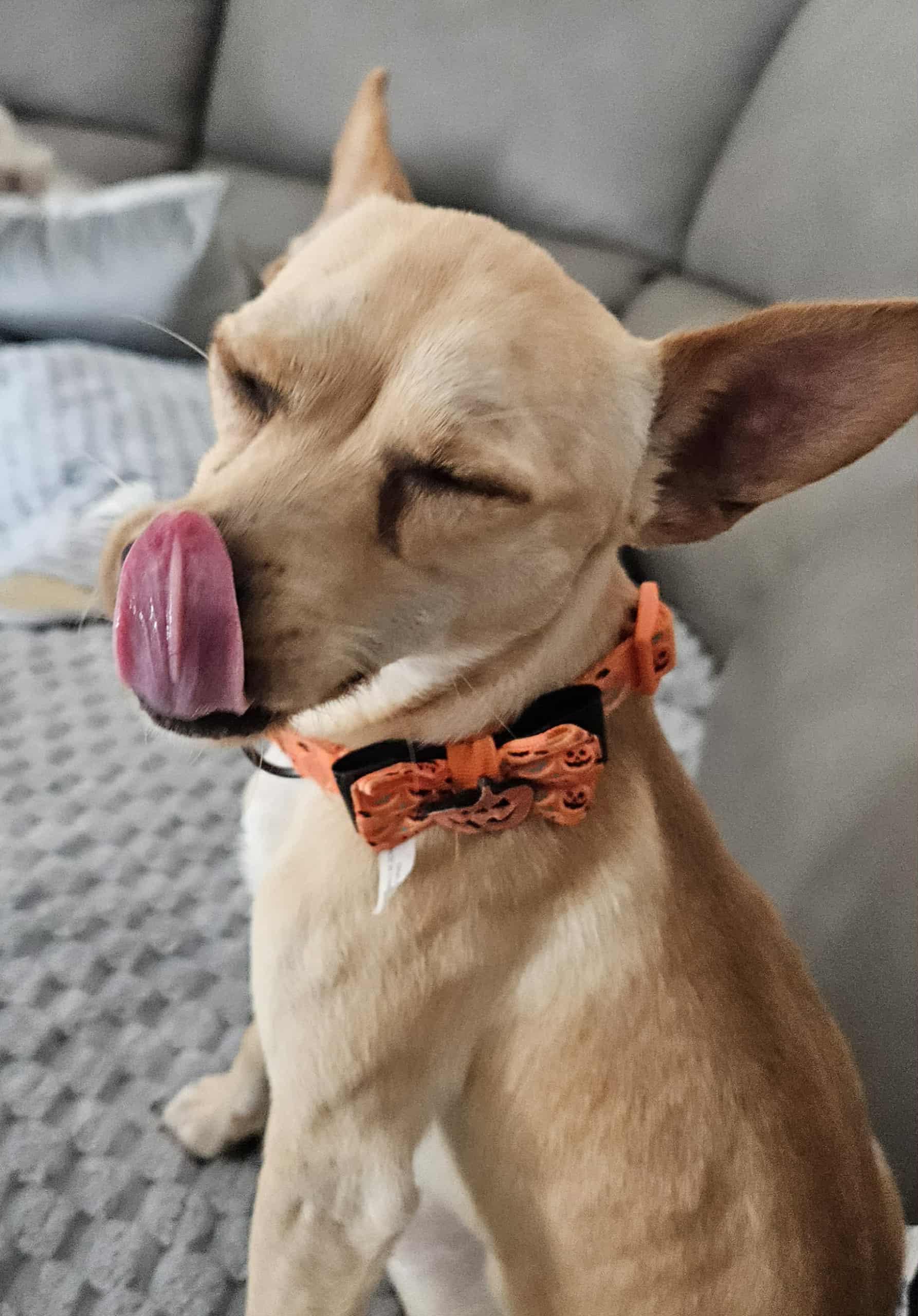 Boo, a Adopted mixed breed in Galt, CA image 1/5